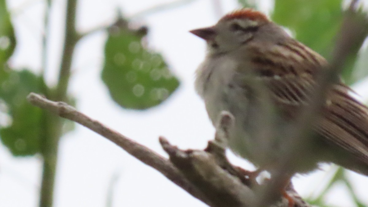 Chipping Sparrow - ML620673940