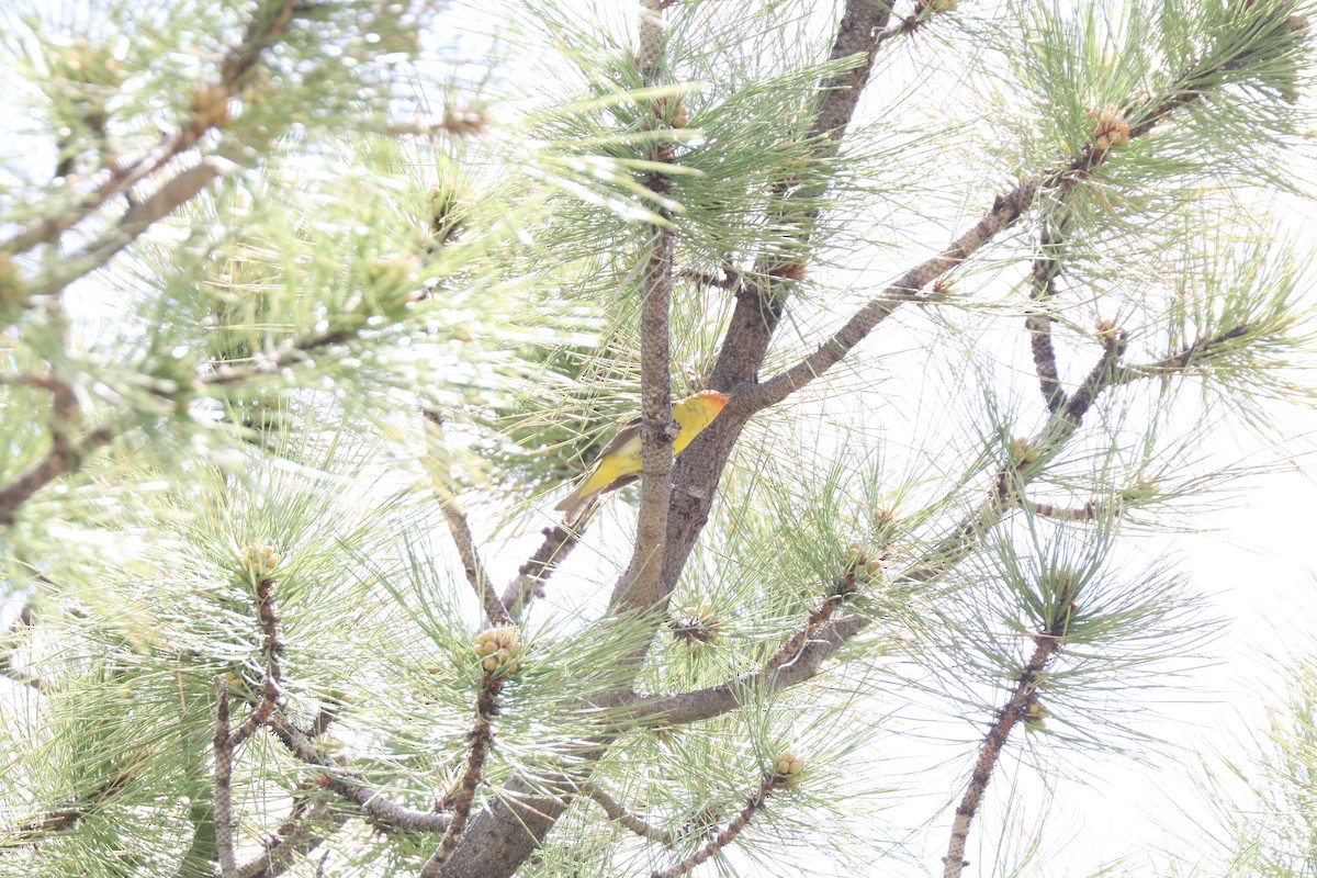 Western Tanager - ML620673941