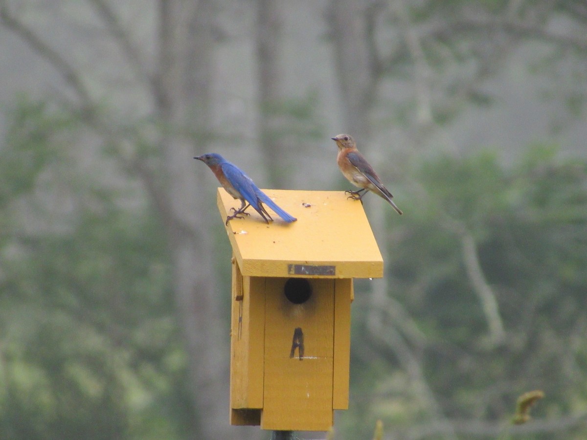 Eastern Bluebird - ML620673942