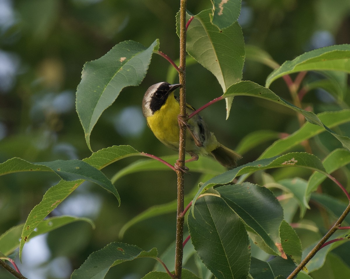 Common Yellowthroat - ML620673943