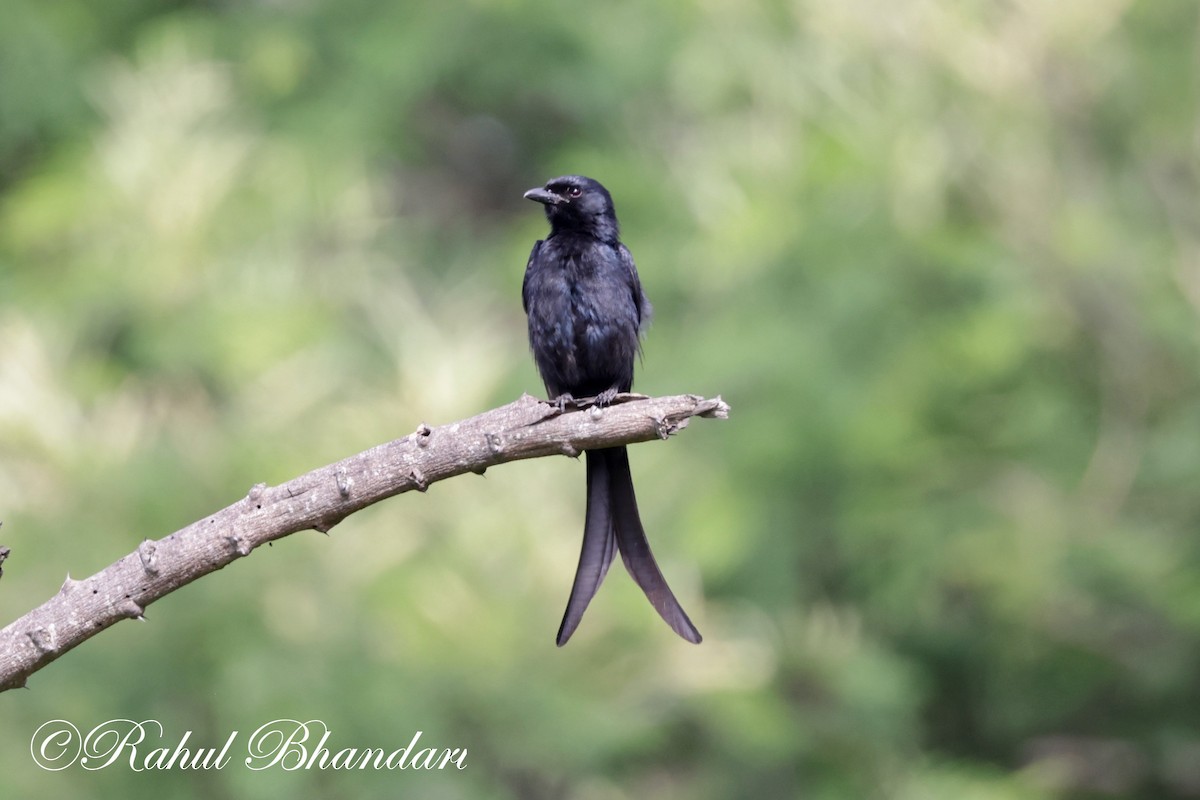 Black Drongo - ML620673949