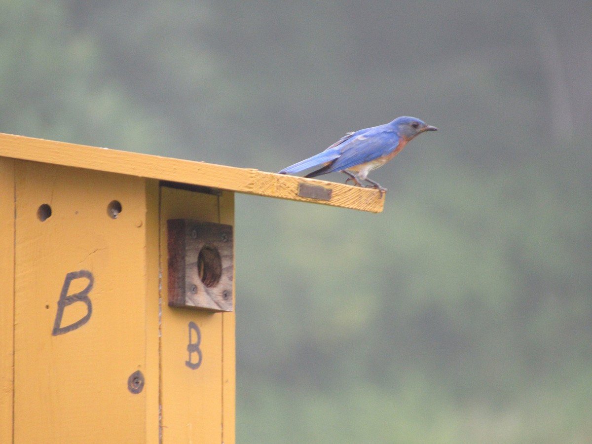 Eastern Bluebird - ML620673950