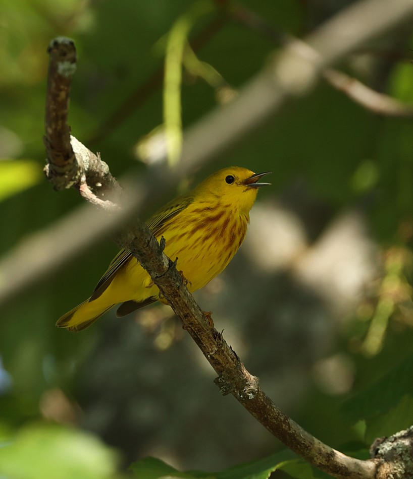 Yellow Warbler - ML620673956