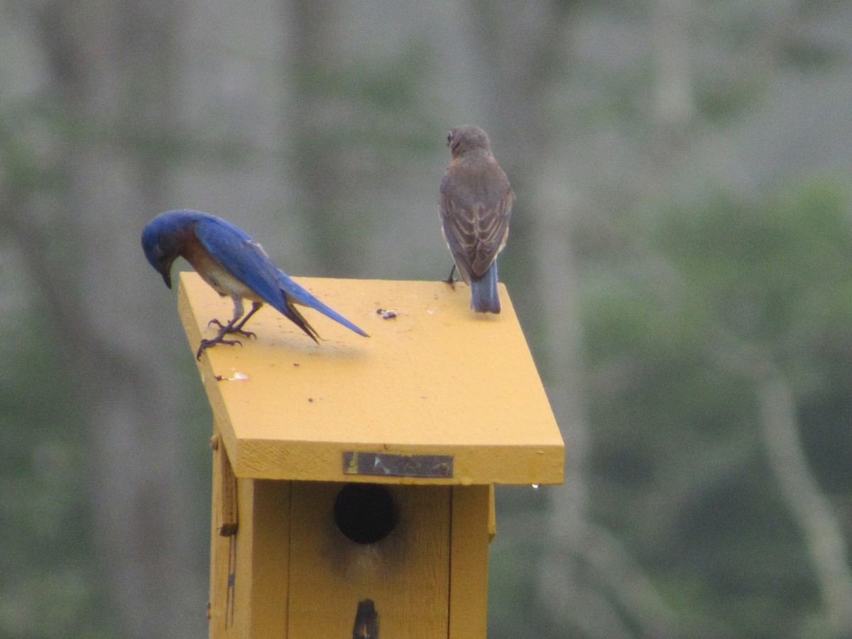 Eastern Bluebird - Mickey Ryan