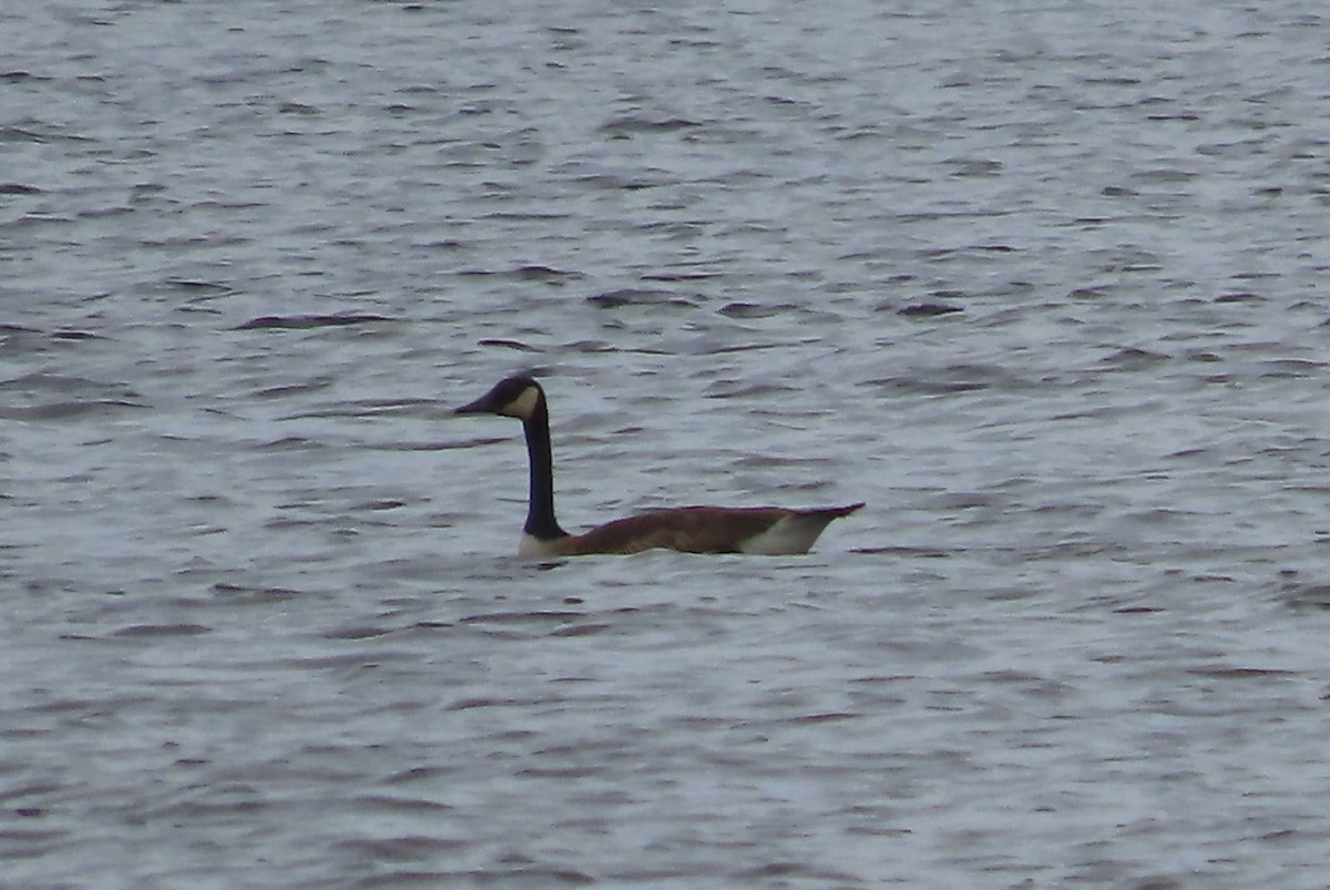 Canada Goose - Emily Dunning