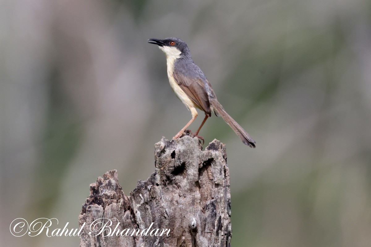 Prinia cendrée - ML620673974