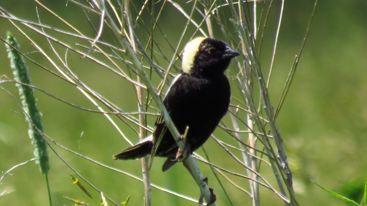 bobolink americký - ML620673979