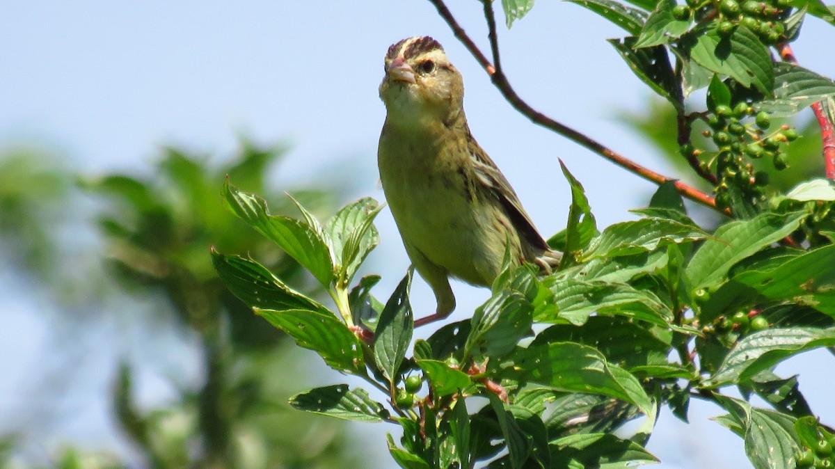 bobolink americký - ML620673980