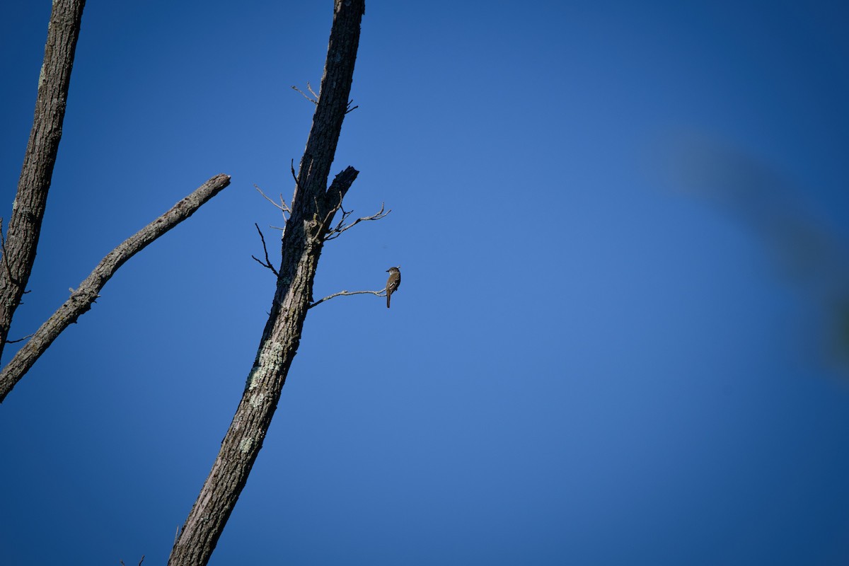 Alder Flycatcher - Chris & Cherie Miller