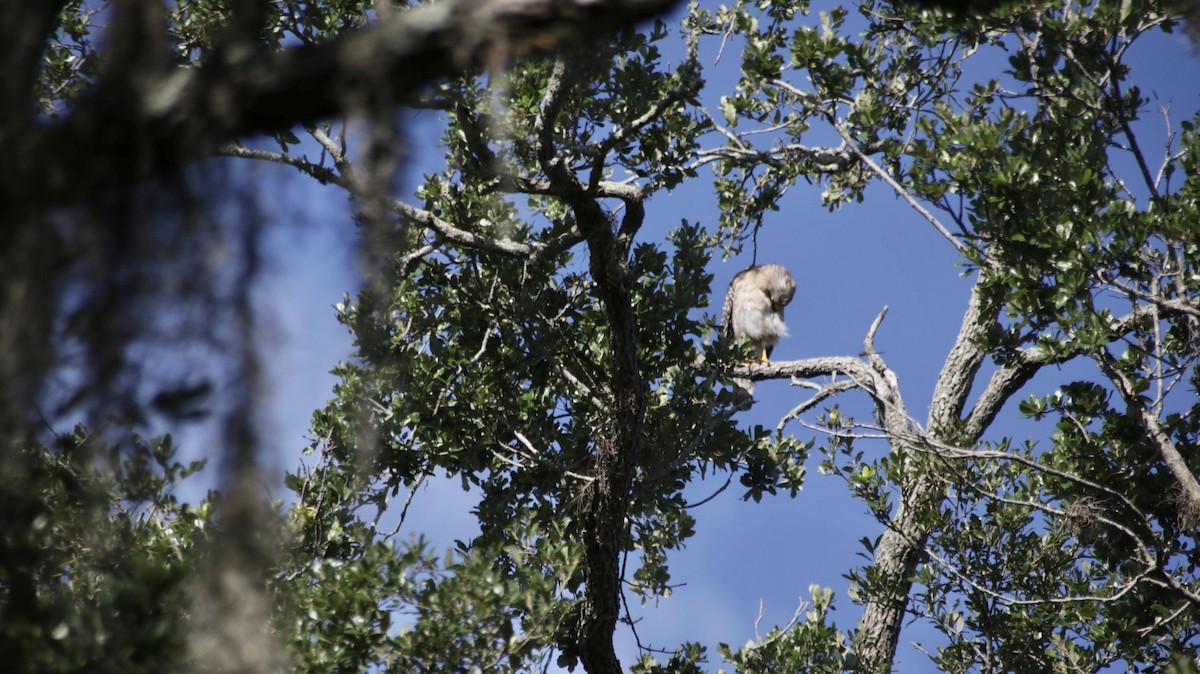 Red-shouldered Hawk - ML620673987