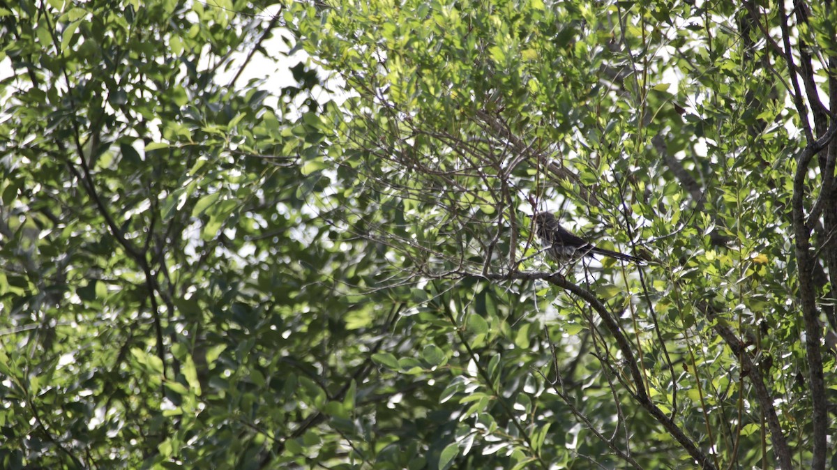 Northern Mockingbird - Brynn Fricke