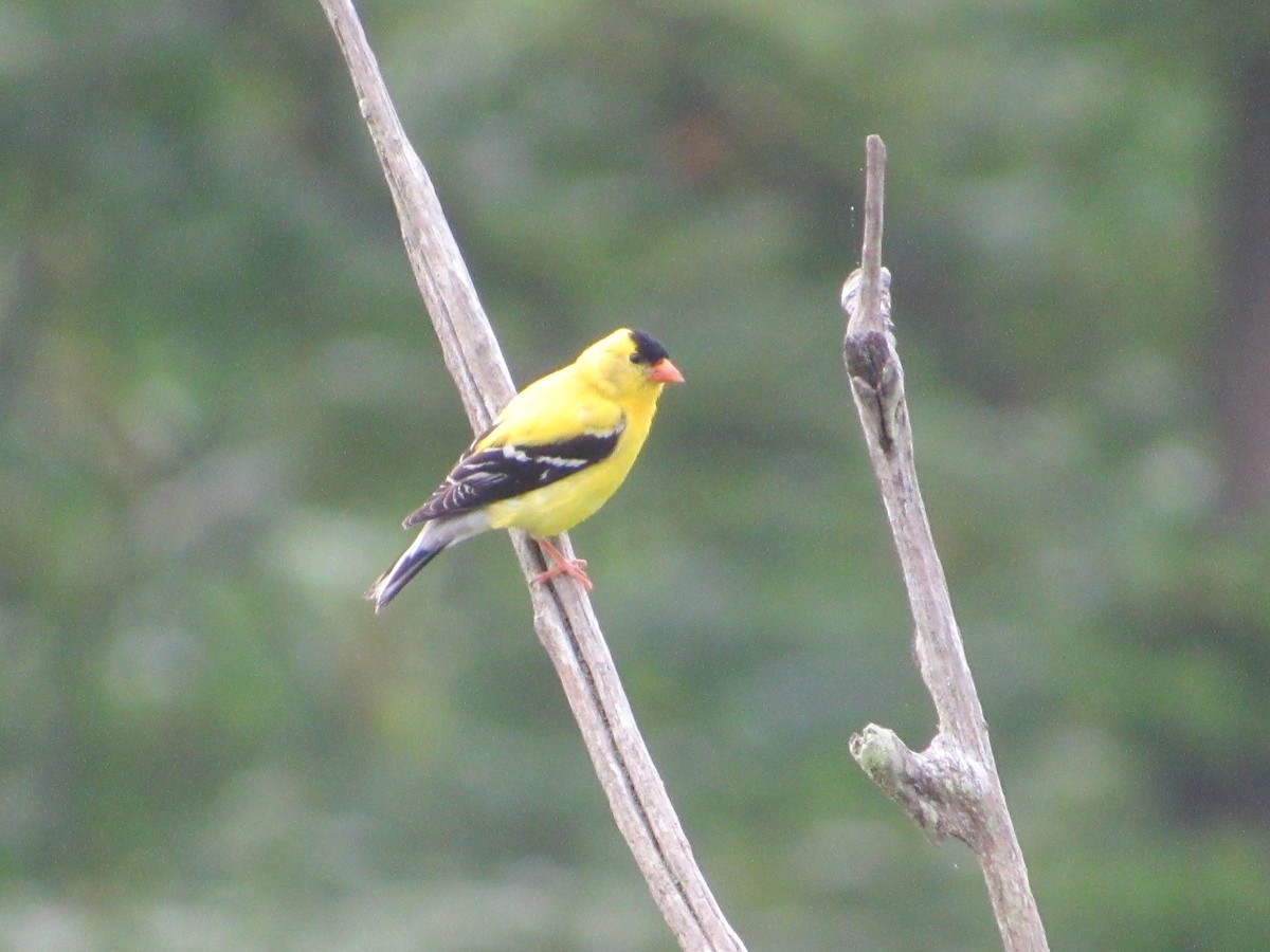 American Goldfinch - ML620674000