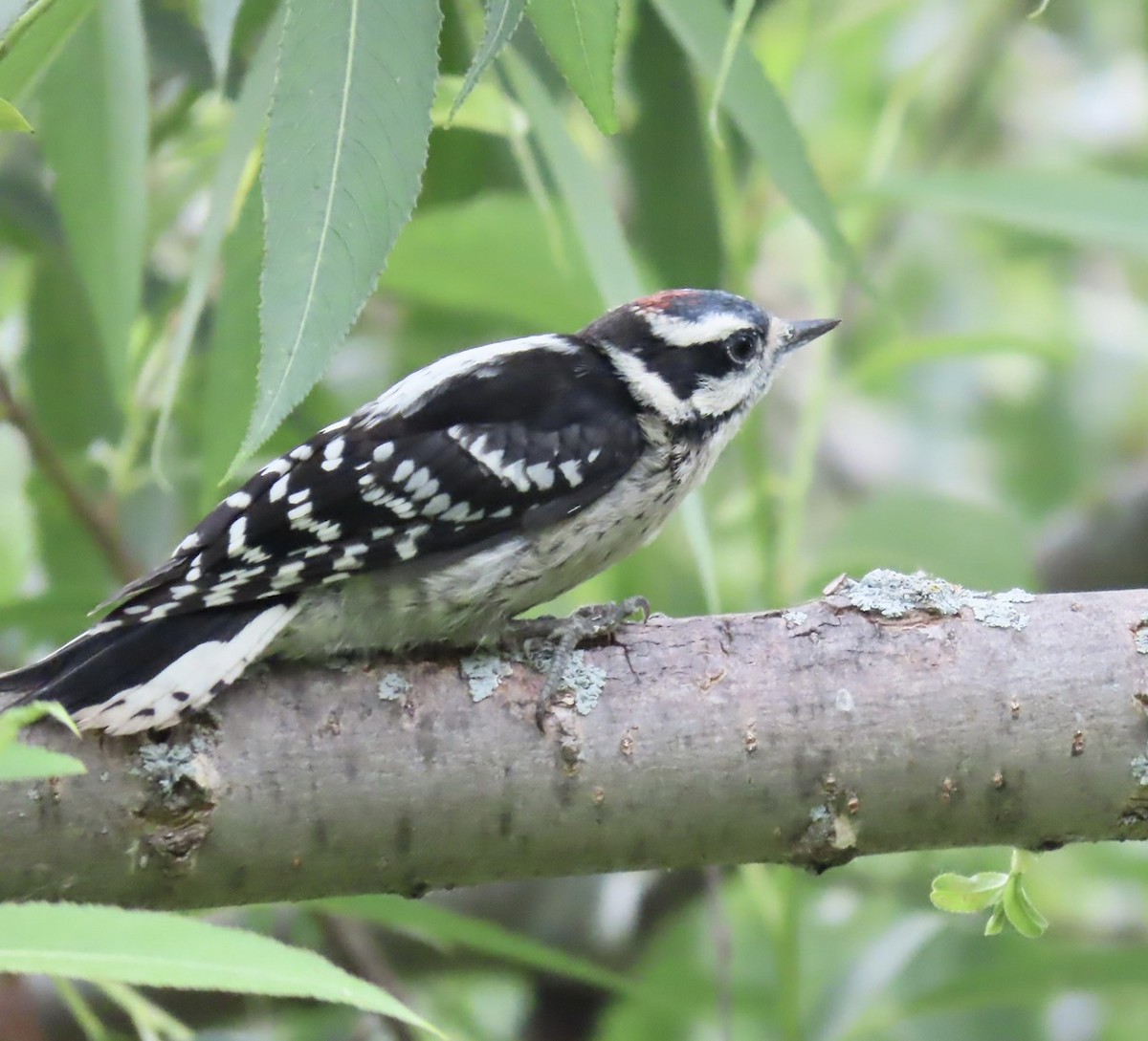 Downy Woodpecker - ML620674002