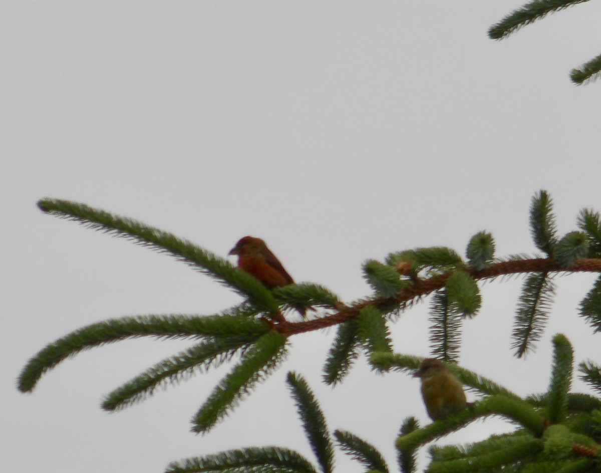 Bec-croisé des sapins - ML620674010