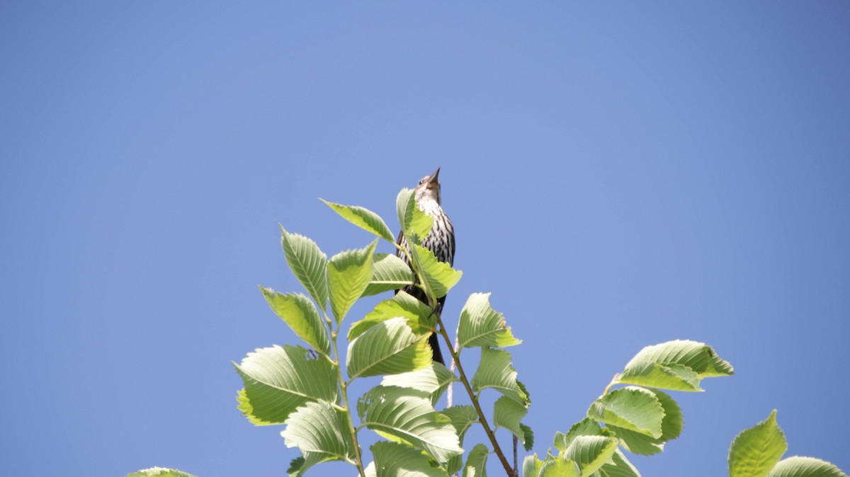 Red-winged Blackbird - Brynn Fricke