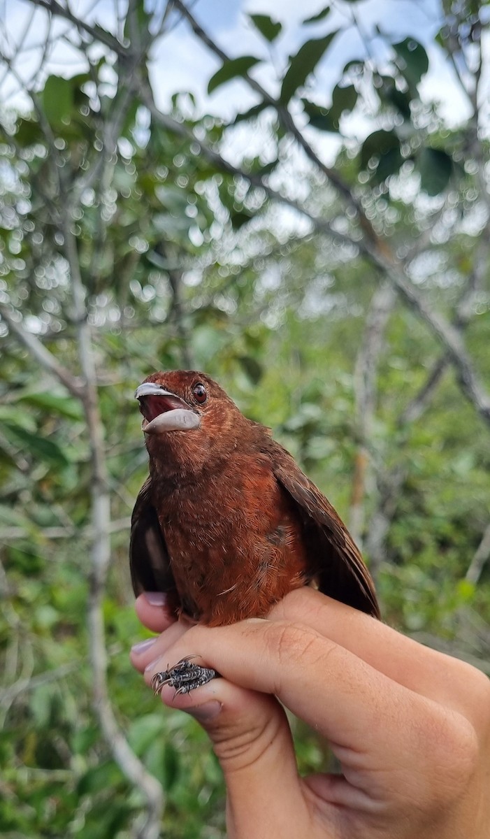 Silver-beaked Tanager - ML620674019