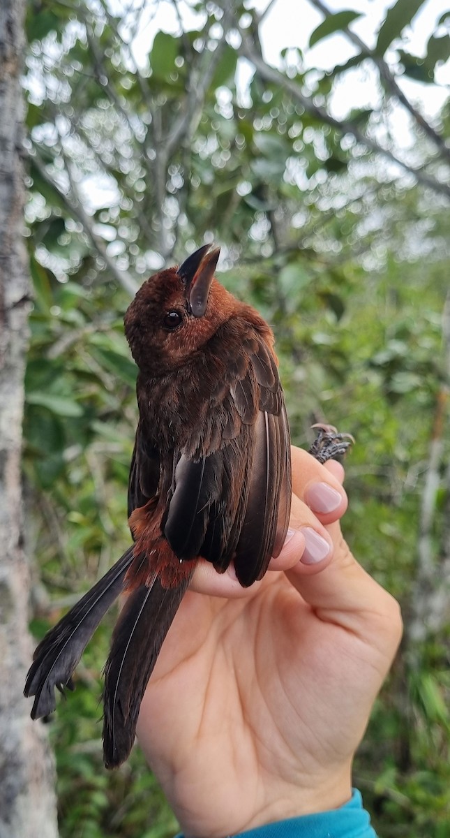 Silver-beaked Tanager - ML620674020