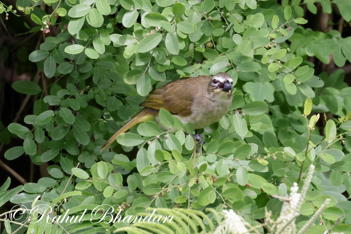 White-browed Bulbul - ML620674026