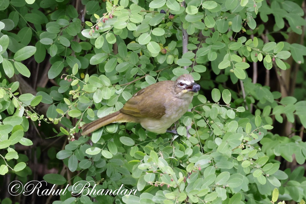 White-browed Bulbul - ML620674028