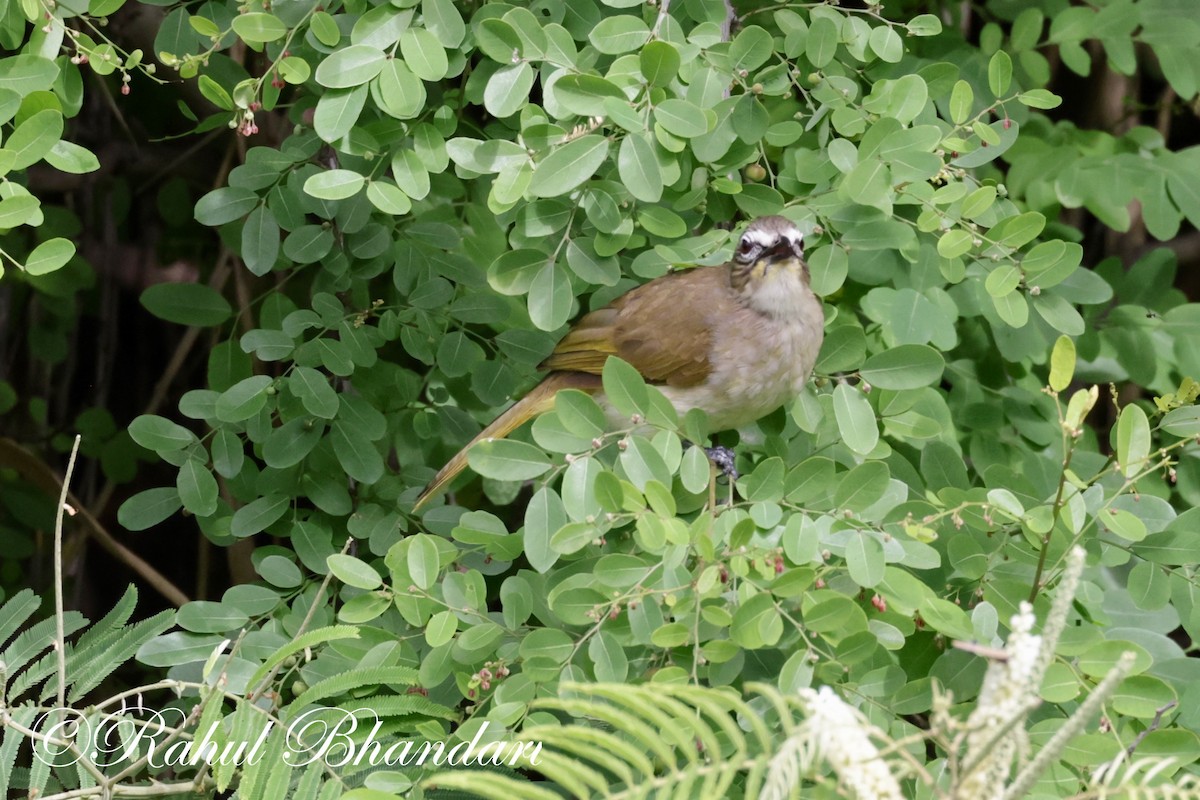 White-browed Bulbul - ML620674030