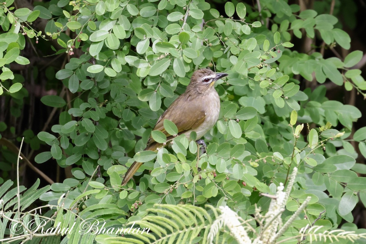 White-browed Bulbul - ML620674035