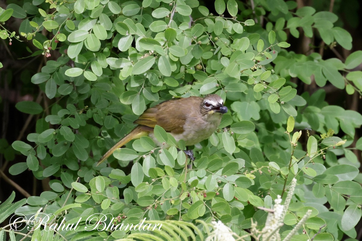 White-browed Bulbul - ML620674036