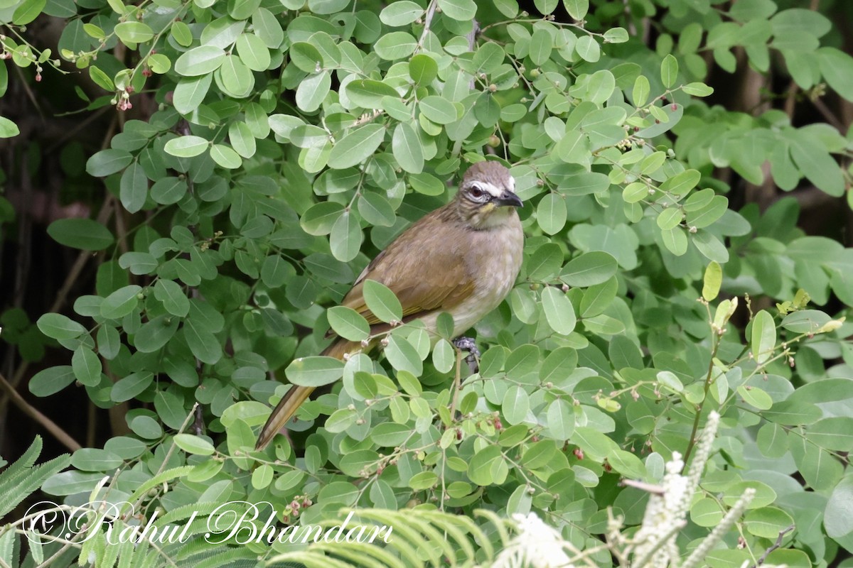 White-browed Bulbul - ML620674037