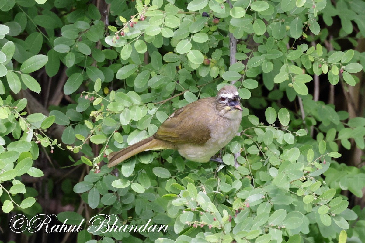 White-browed Bulbul - Rahul Bhandari