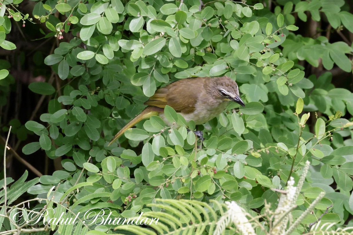 White-browed Bulbul - ML620674039