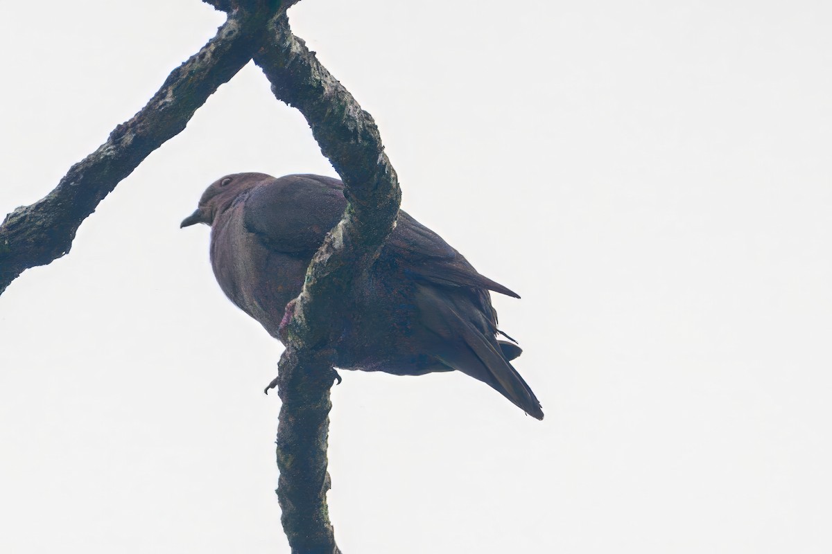 Short-billed Pigeon - ML620674042