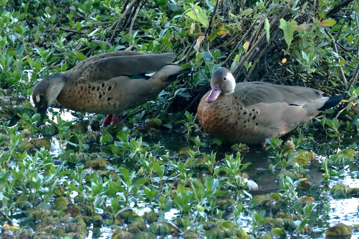 Brazilian Teal - Miguel Angel Bean