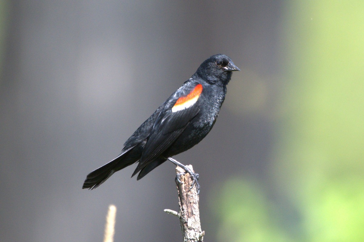 Red-winged Blackbird - ML620674045