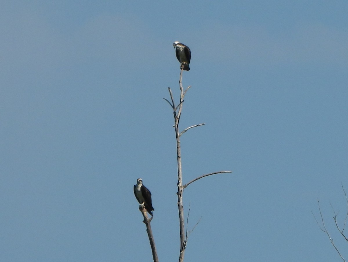 Osprey - Pete Huffer