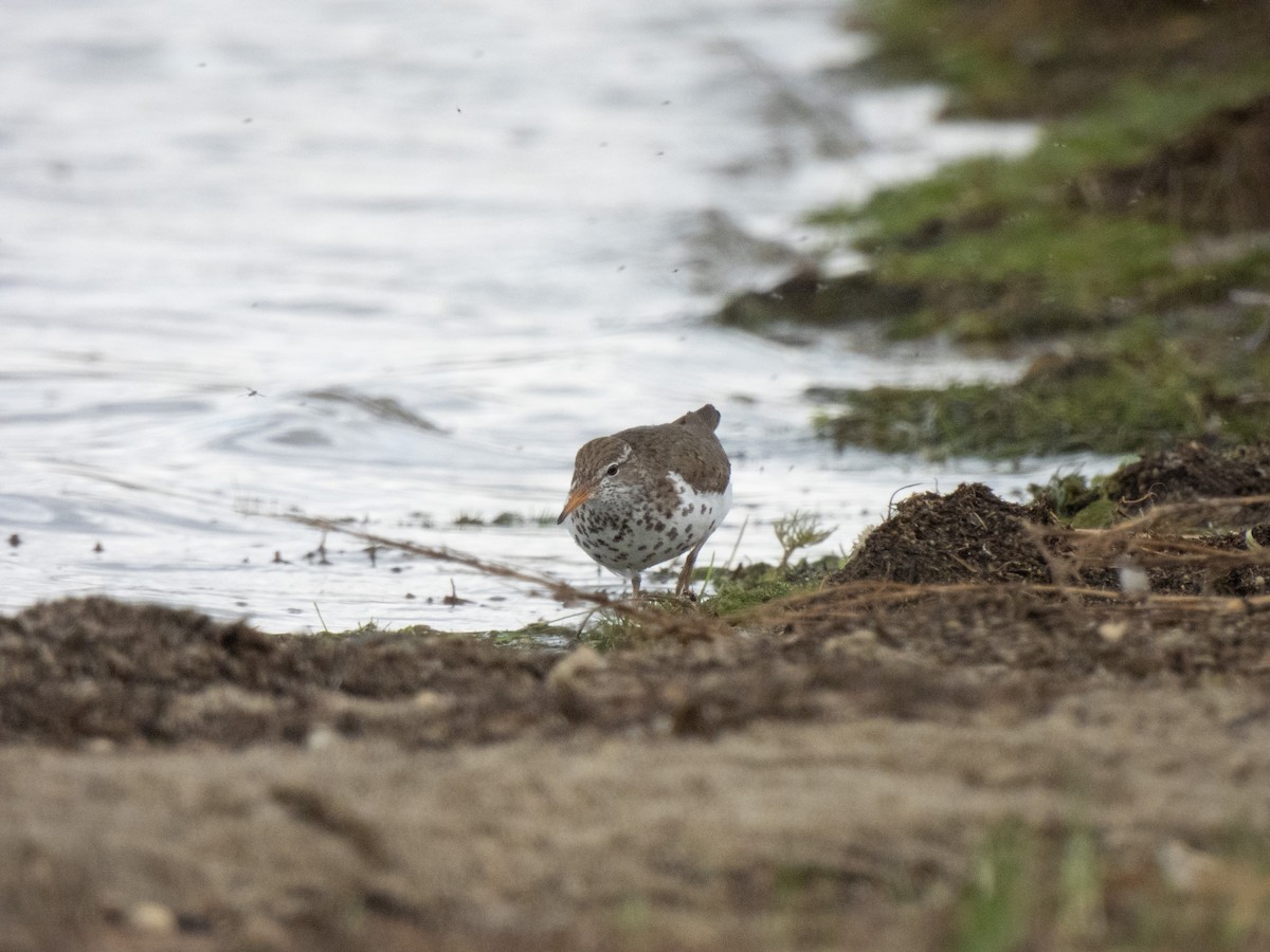 Spotted Sandpiper - ML620674063