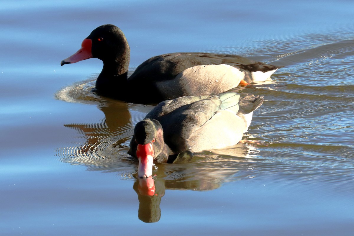 Rosy-billed Pochard - Miguel Angel Bean