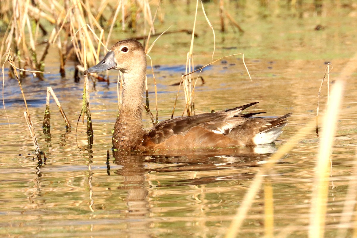 Rosy-billed Pochard - ML620674065