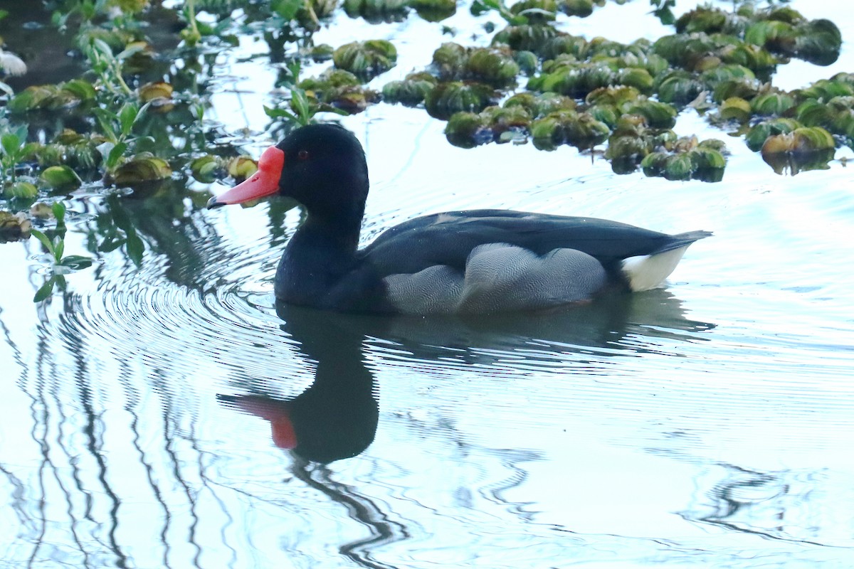 Rosy-billed Pochard - ML620674068