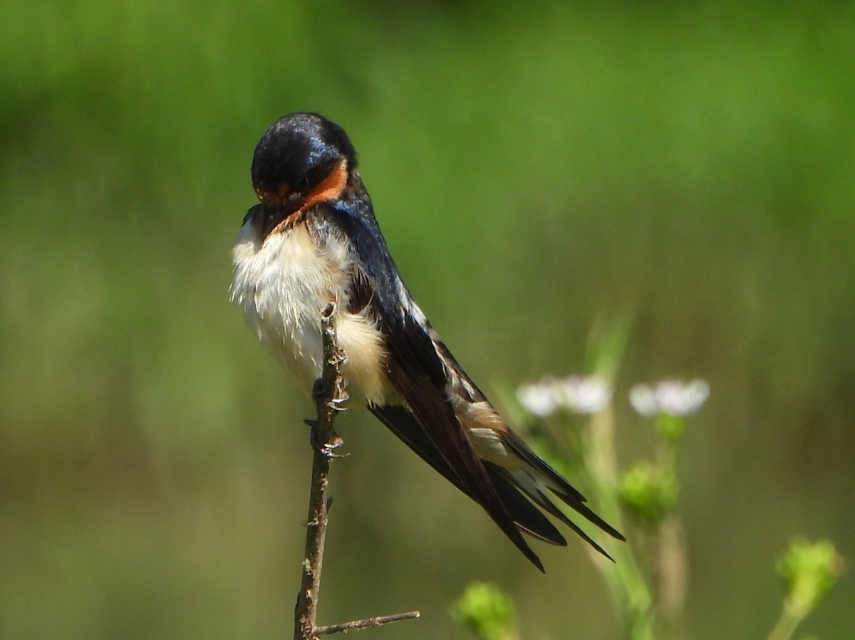 Barn Swallow - ML620674070