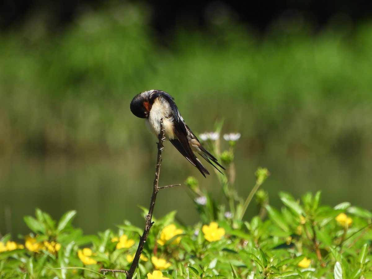 Barn Swallow - ML620674071