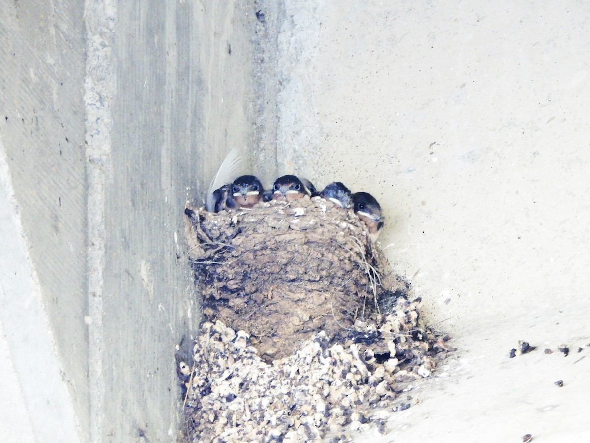 Barn Swallow - ML620674072