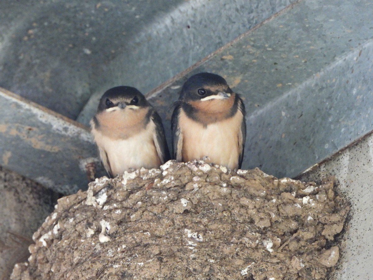 Golondrina Común - ML620674073