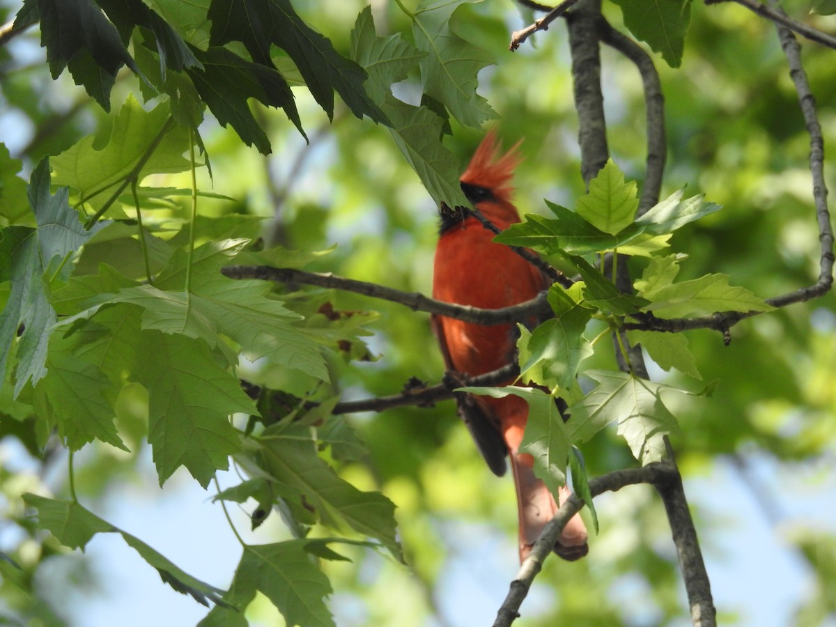 Cardinal rouge - ML620674076