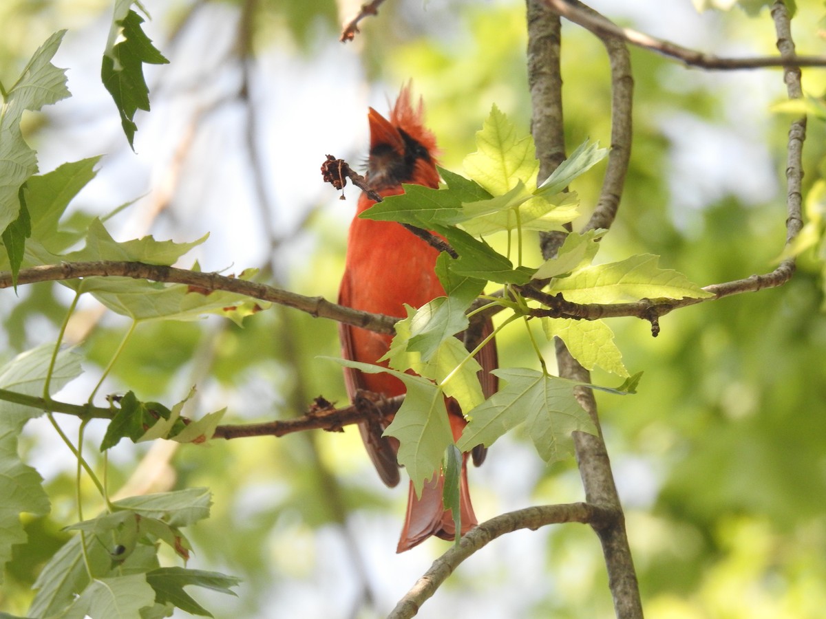 Cardinal rouge - ML620674077