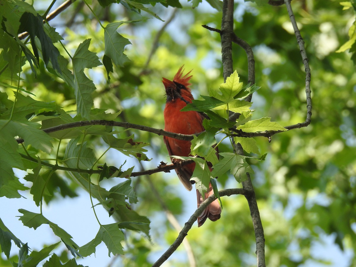 Northern Cardinal - James Hickner