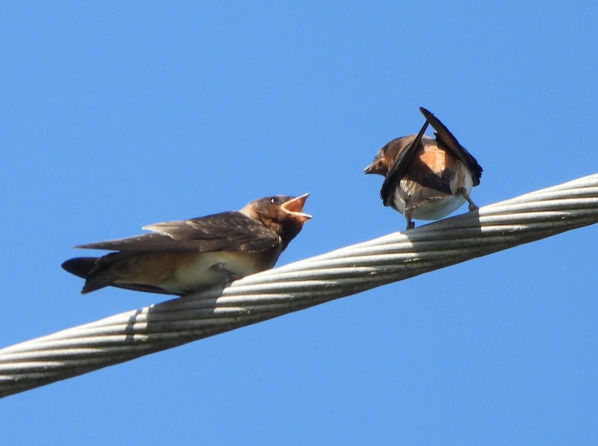 Cliff Swallow - ML620674081