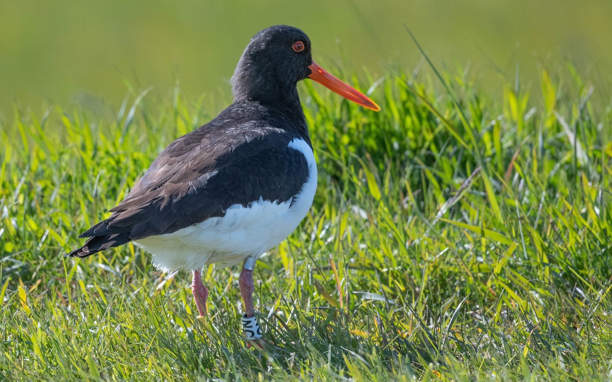 Eurasian Oystercatcher - ML620674086