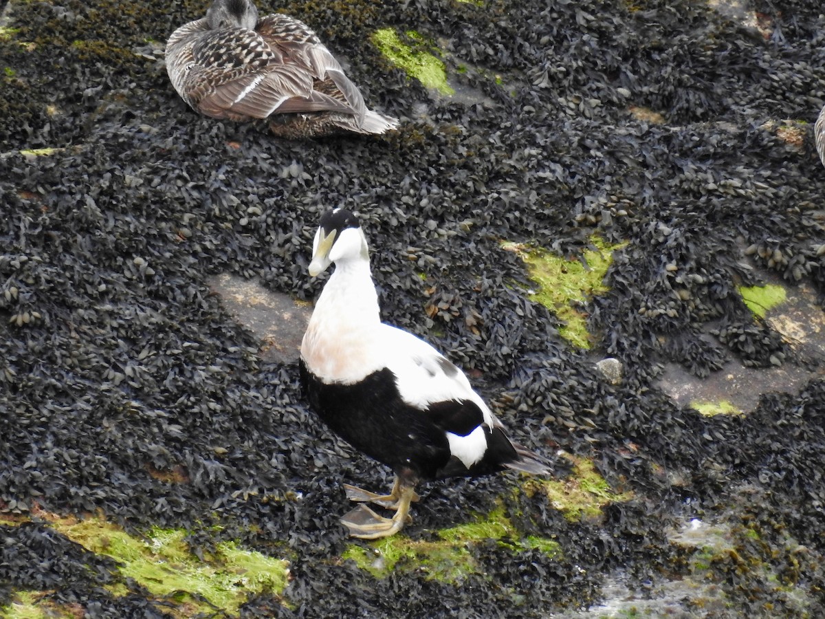 Common Eider - ML620674087