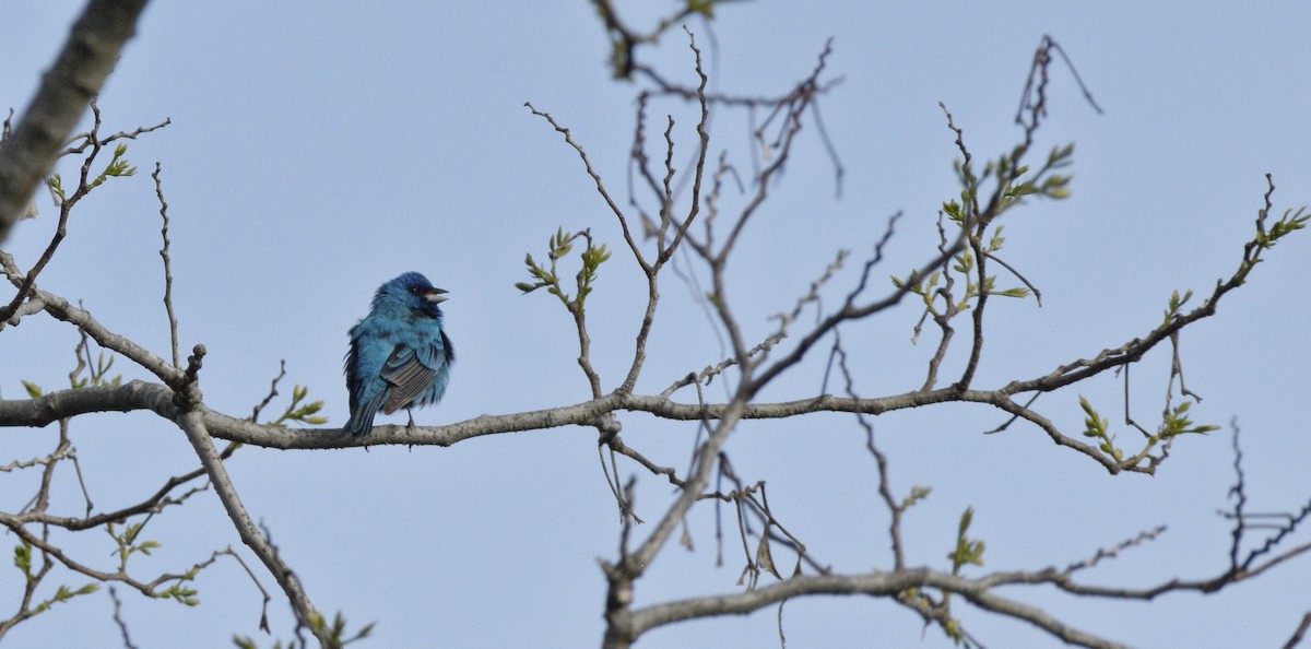 Passerin indigo - ML620674089