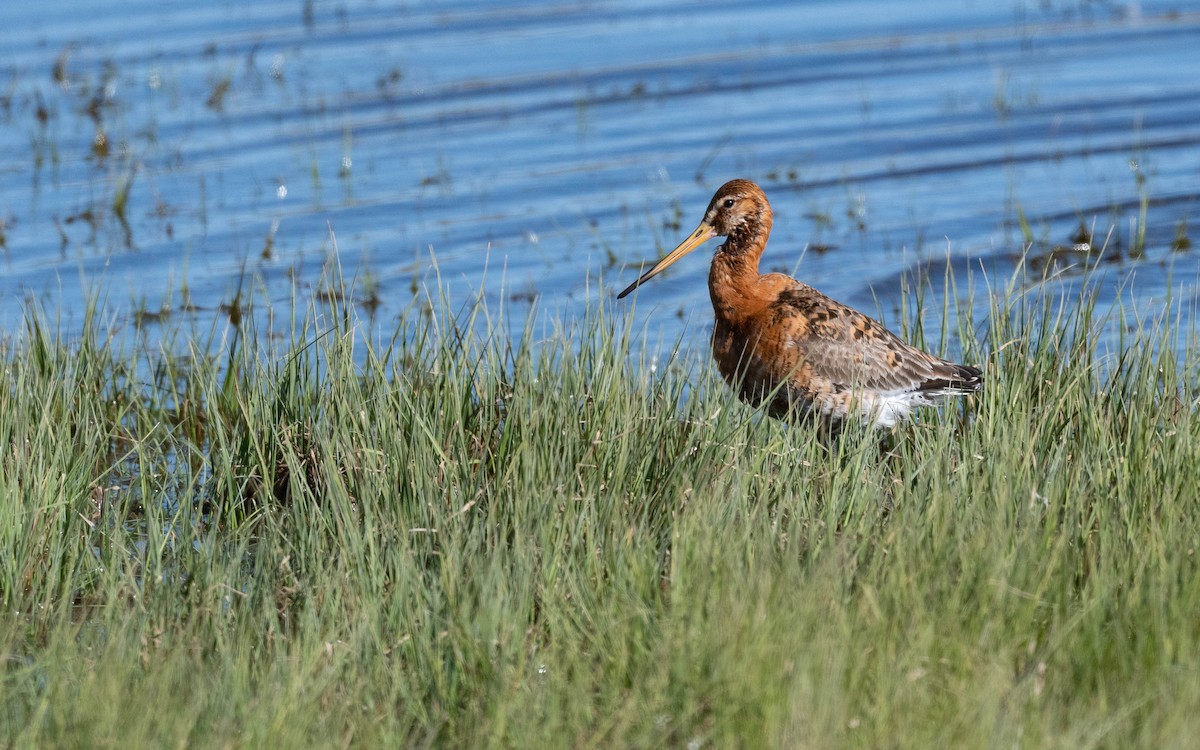 Black-tailed Godwit - ML620674091