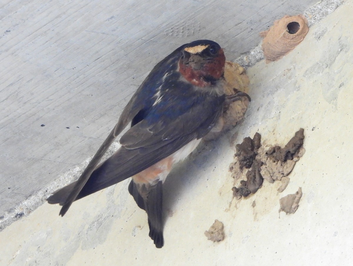 Cliff Swallow - ML620674092